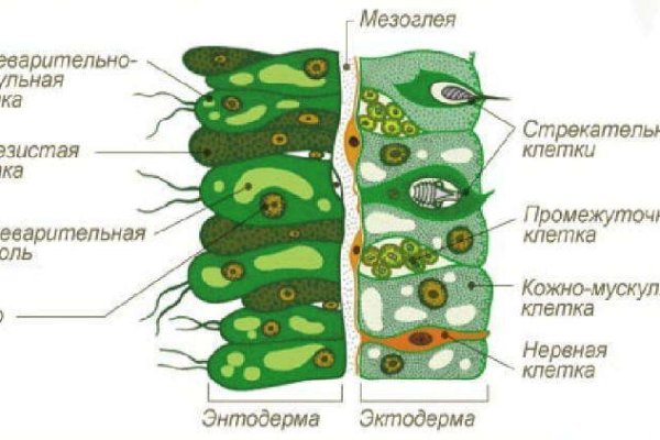 Kraken onion ссылка